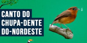 canto do chupa-dente-do-nordeste