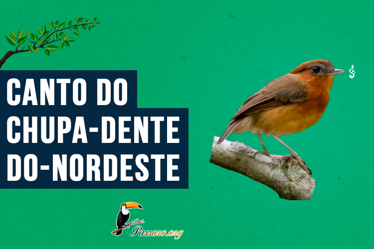 canto do chupa-dente-do-nordeste