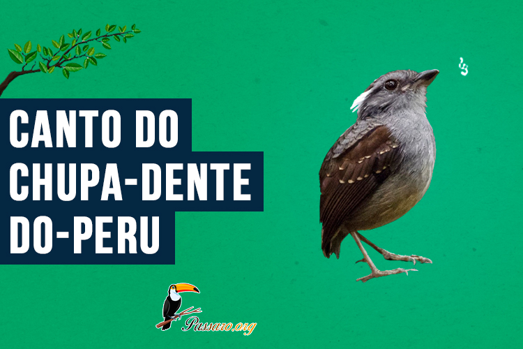 canto do chupa-dente-do-peru