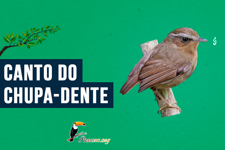 canto do chupa-dente