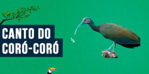 canto do coro-coro