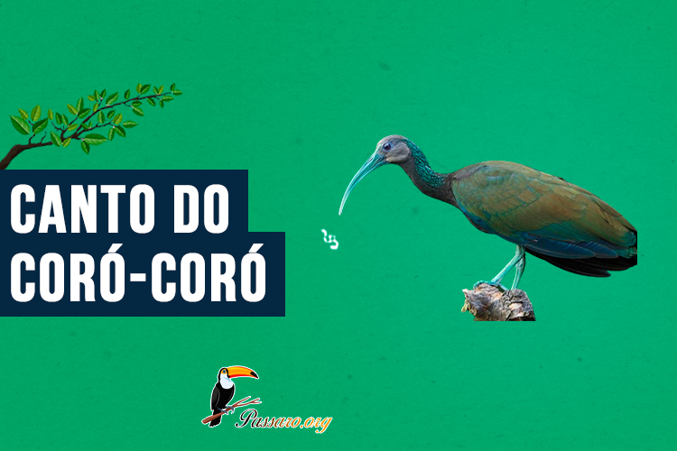 canto do coro-coro