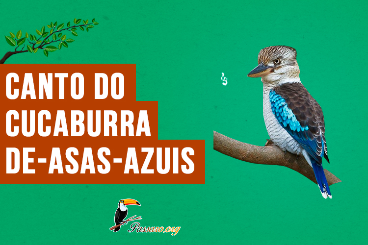 canto do cucaburra-de-asas-azuis