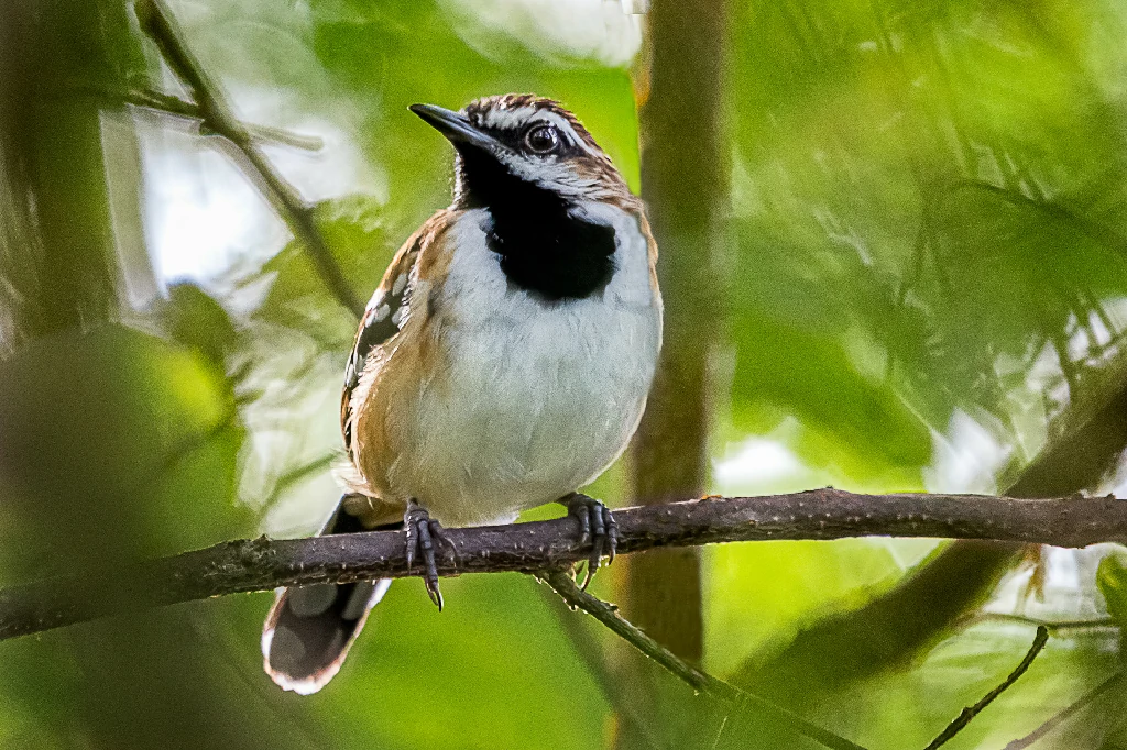 canto do formigueiro-pintalgado