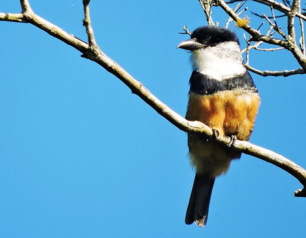 canto do macuru-de-barriga-castanha