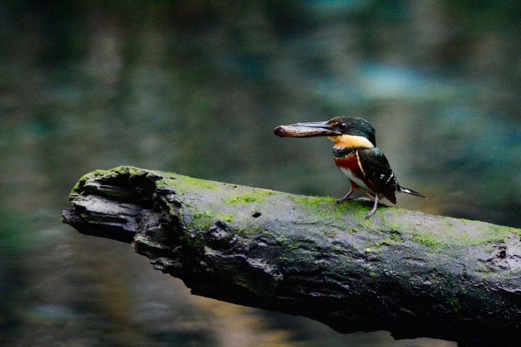 canto do martim-pescador-miudo