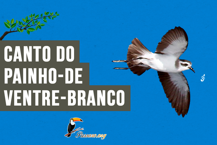 canto do painho-de-ventre-branco