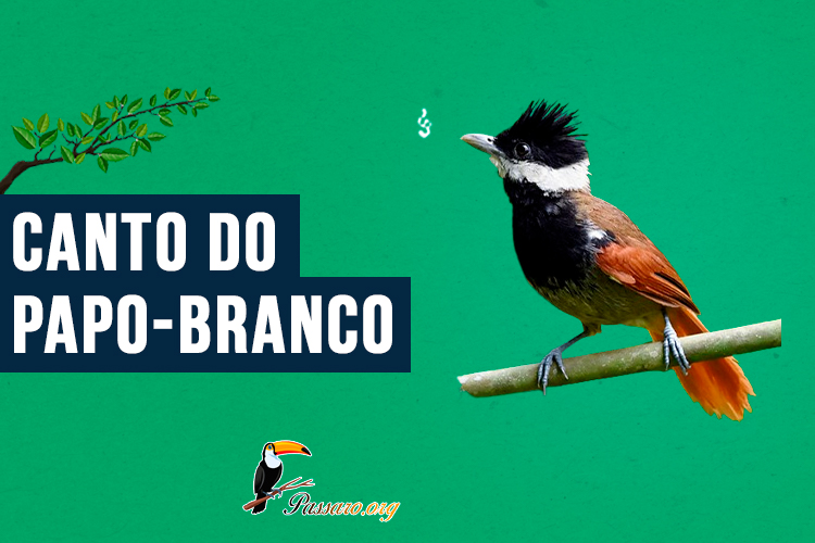 canto do papo-branco