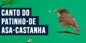 canto do patinho-de-asa-castanha