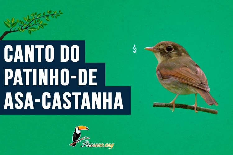 canto do patinho-de-asa-castanha