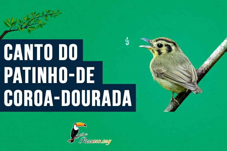 canto do patinho-de-coroa-dourada