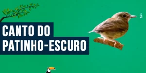 canto do patinho-escuro