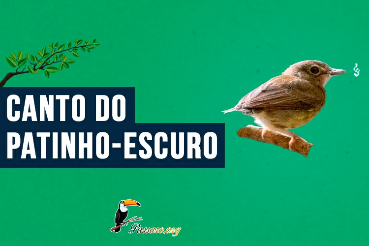 canto do patinho-escuro