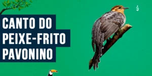 canto do peixe-frito-pavonino