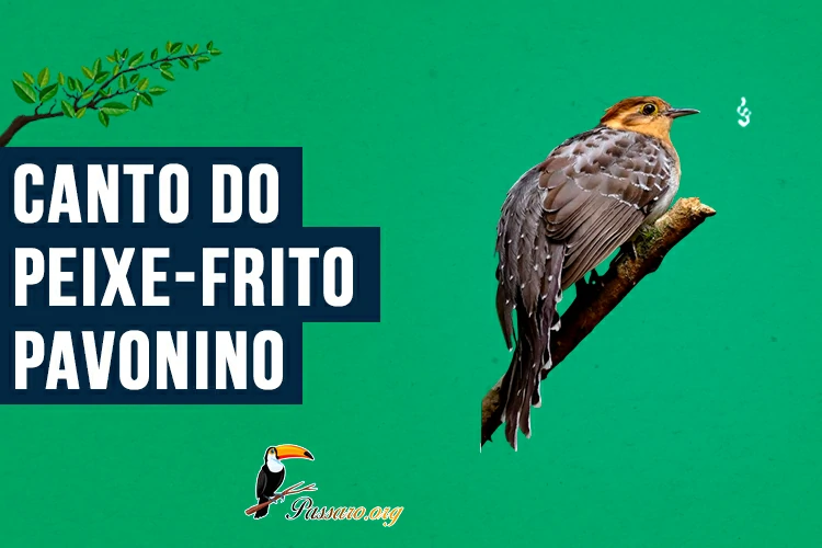 canto do peixe-frito-pavonino