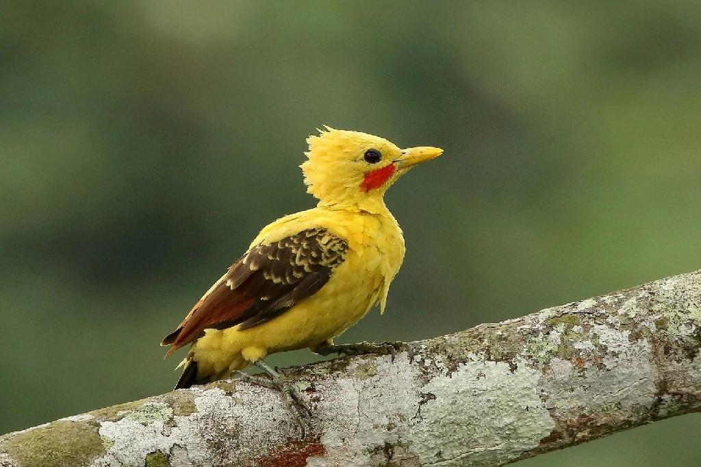 canto do pica-pau-amarelo