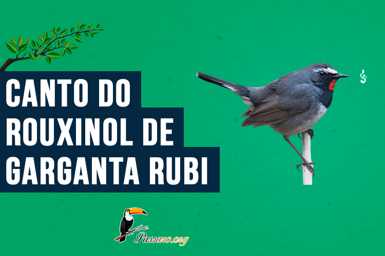 canto do rouxinol de garganta rubi