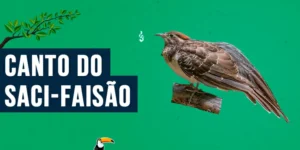 canto do saci-faisao