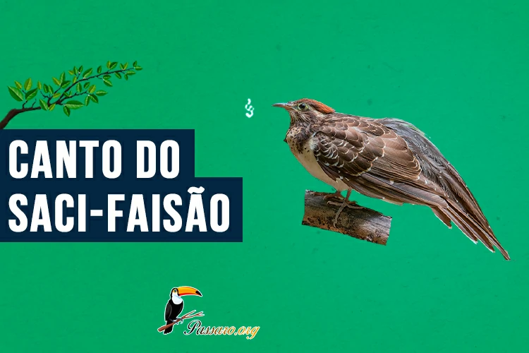 canto do saci-faisao