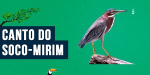 canto do soco-mirim