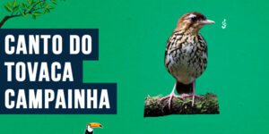 canto do tovaca-campainha