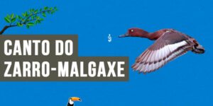 canto do zarro-malgaxe