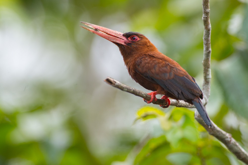 caracteristicas da ariramba-castanha