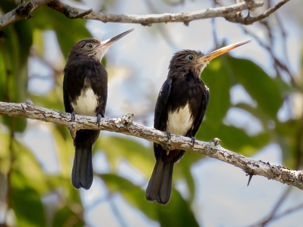 caracteristicas da ariramba-preta