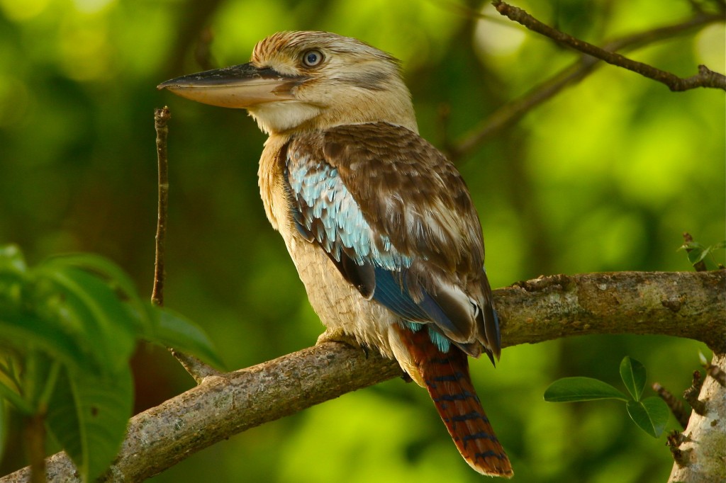 características da cucaburra-de-asas-azuis
