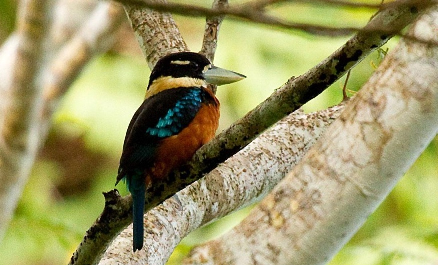 características da cucaburra de barriga ruiva