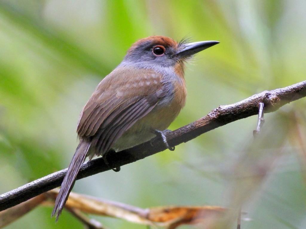 caracteristicas da freirinha-de-coroa-castanha