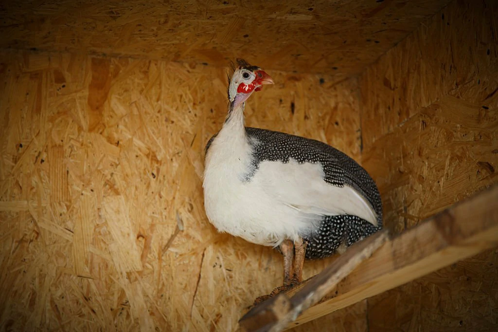 caracteristicas da galinha da angola de peito branco