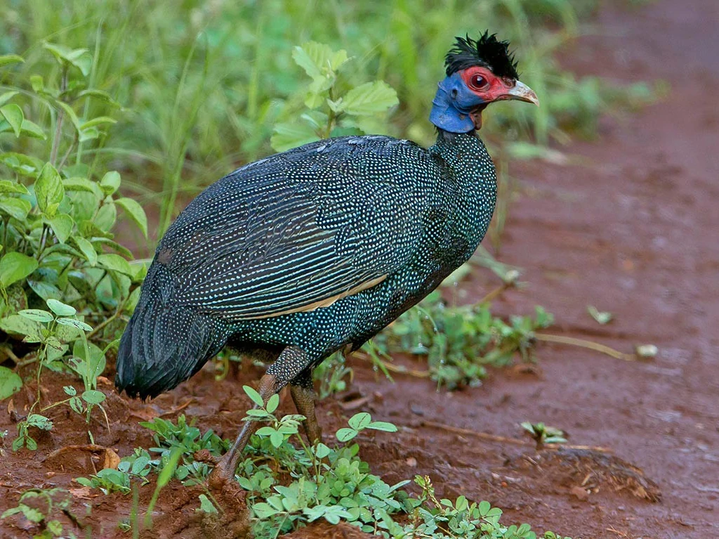 caracteristicas da galinha da angola fraca-cristata