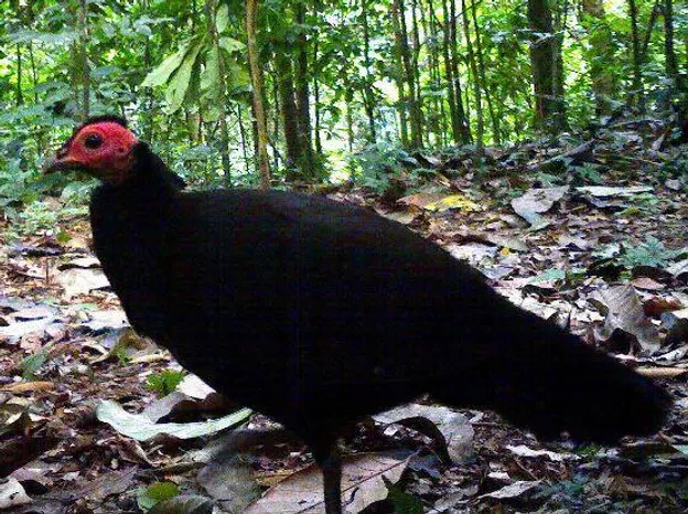 caracteristicas da galinha da angola negra