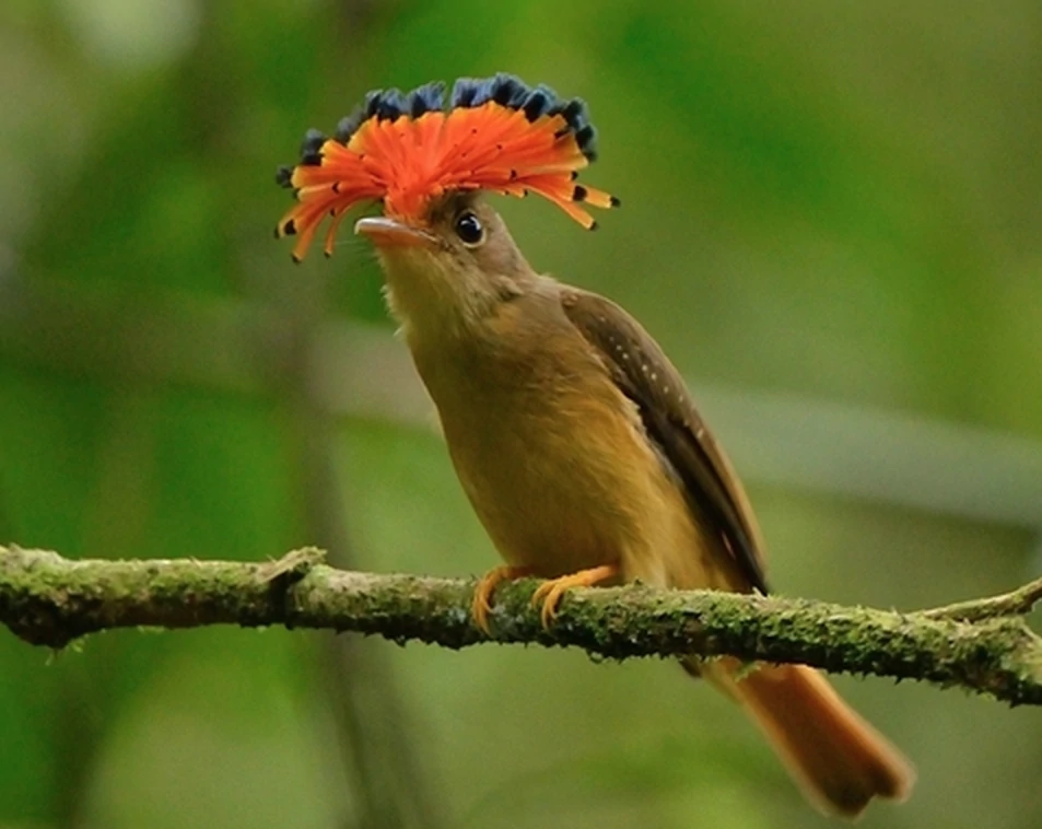 características da maria-leque