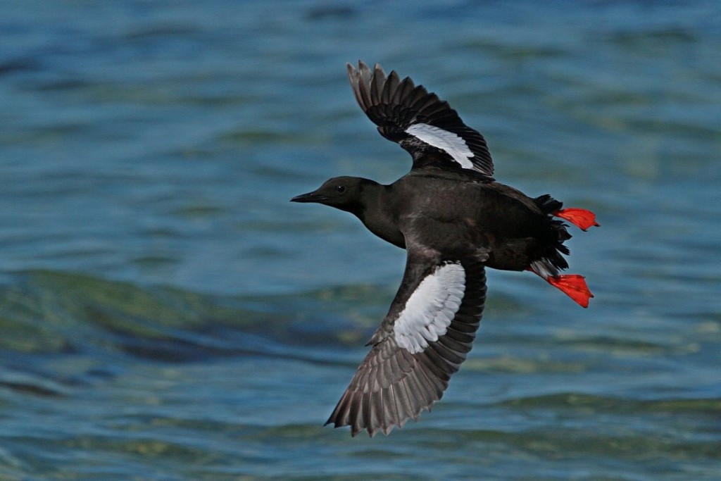 características do airo-de-asa-branca