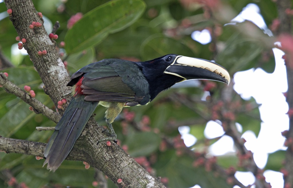 caracteristicas do aracari-de-bico-branco