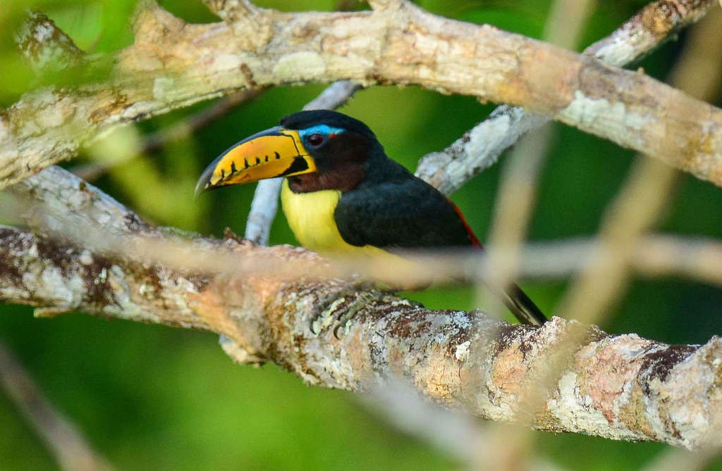 caracteristicas do aracari-de-bico-riscado