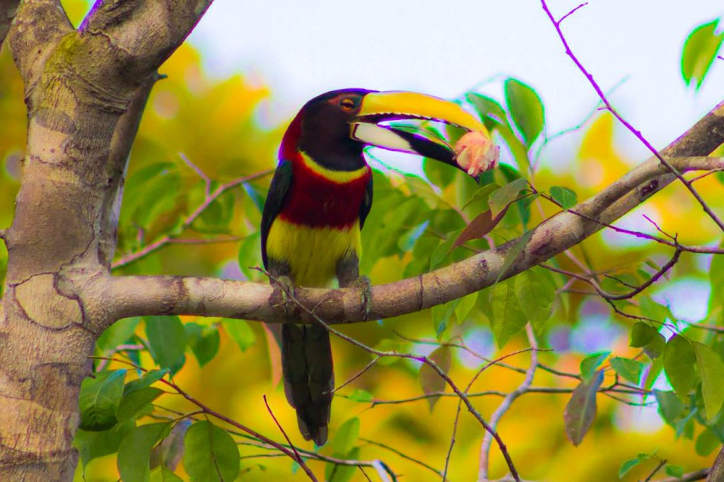 caracteristicas do aracari-de-pescoco-vermelho