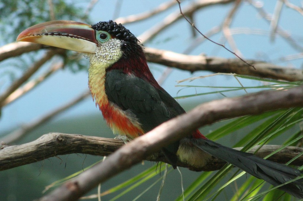 caracteristicas do aracari-mulato