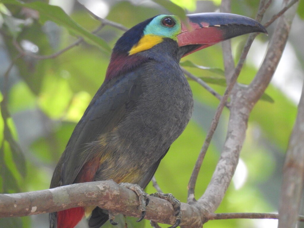 caracteristicas do aracari-negro