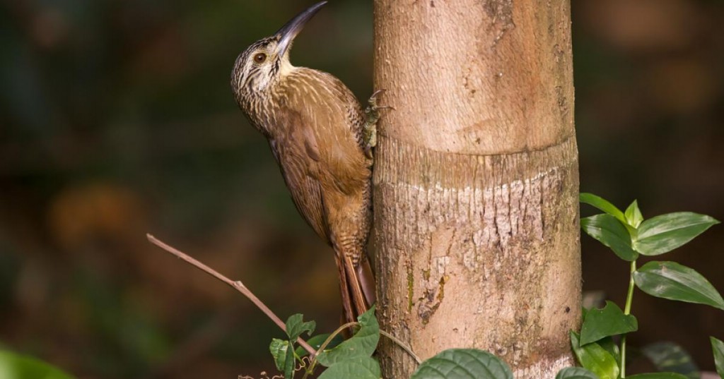 características do arapacu-de-garganta-branca