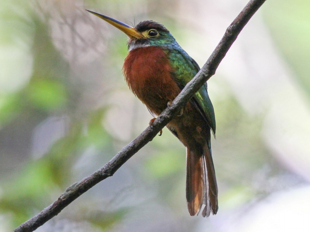 caracteristicas do ariramba-de-bico-amarelo