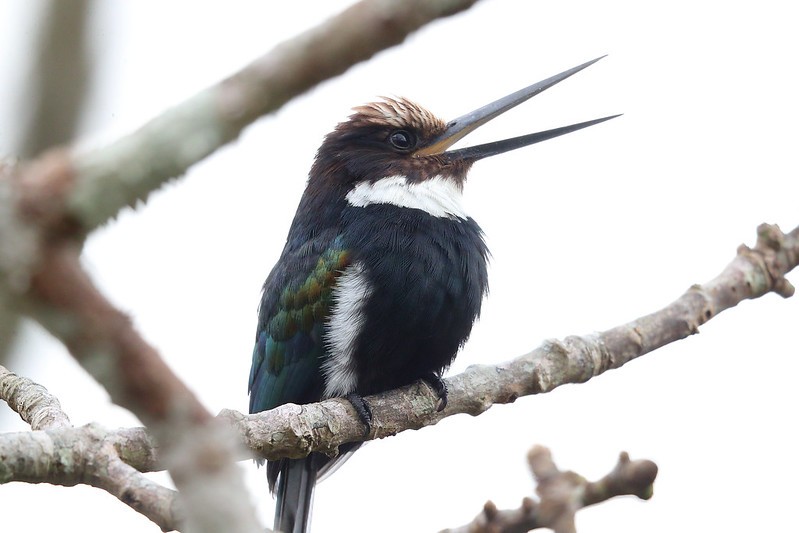 caracteristicas do ariramba-do-paraíso