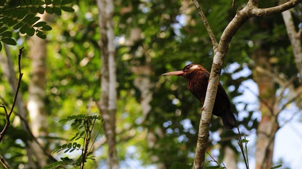 caracteristicas do ariramba-vermelha