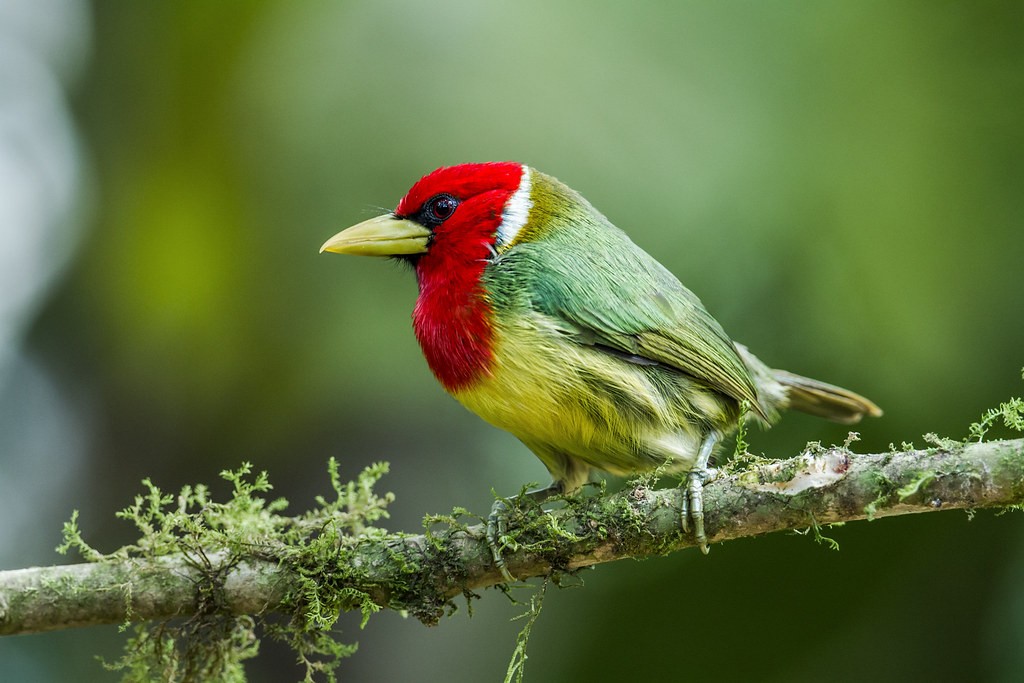 caracteristicas do barbet-de-cabeca-vermelha