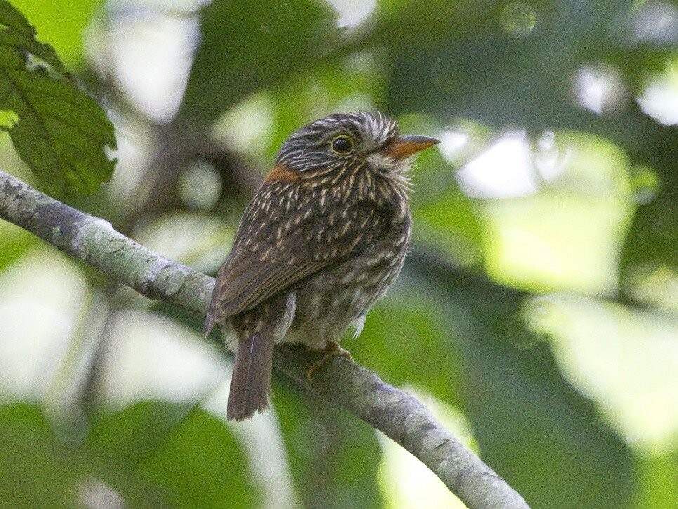 caracteristicas do barbudo-de-coleira