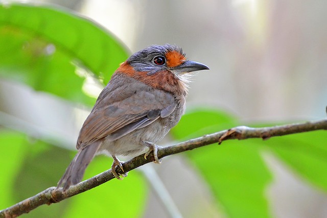 caracteristicas do barbudo-de-pescoco-ferrugem