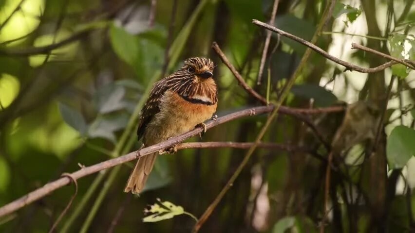 caracteristicas do barbudo-rajado