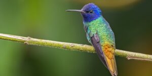 caracteristicas do beija-flor-de-cauda-dourada